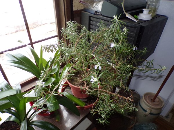 Rosemary - flowers and buds crop January 2020.jpg