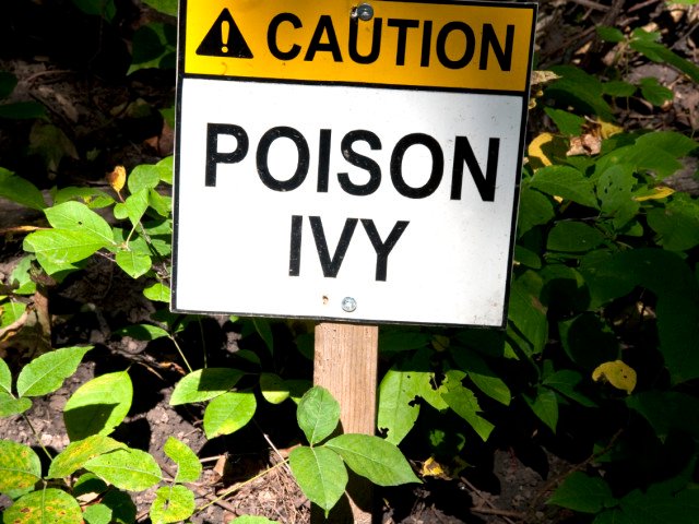 45-poison-ivy-sign-640x480_c.jpg