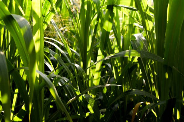 napier-grass-during-morning-light-on-leaves-it-is-also-known-as-elephant-grass-or-uganda.jpg