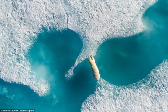 47AED19F00000578-5226729-Majestic_leap_A_large_polar_bear_in_Northern_Canada_is_spotting_-a-245_1514841065216.jpg