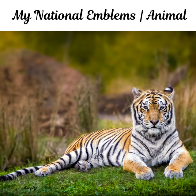 Orange and White National Pet Day Social Media Graphic.png