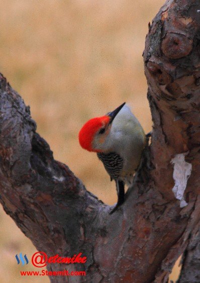 Red-Bellied Woodpecker PFW33.jpg