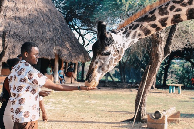 person-feeding-giraffe-1670732.jpg