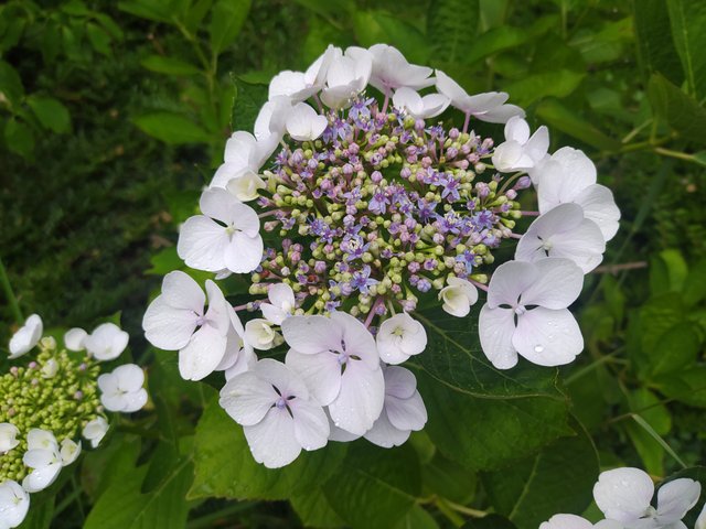 IMG_20250627_074023.jpg