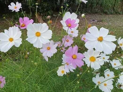 Cosmos Flowers Good Morning My All Steemit Friends Neoxiancity