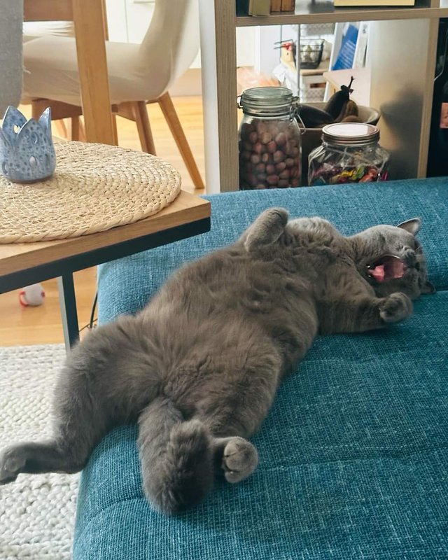 cat (2).jpg