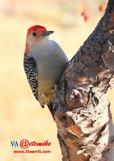Red-Bellied Woodpecker PFW21.jpg