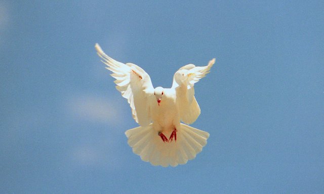 one dove 7x11.jpg