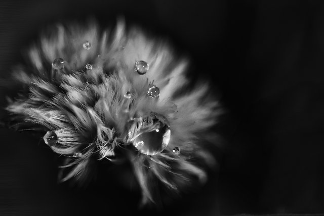 greyscale-photo-of-petaled-flower-with-dew-drops-885180.jpg