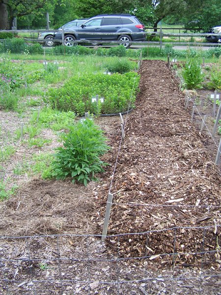 New Herb garden - Row 4 half cleared2 crop May 2019.jpg