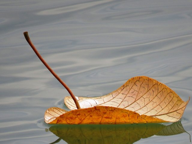 leaf-floating-2438419_960_720.jpg