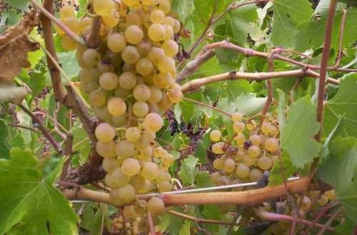 PalominoListan_Blanco_grapes_growing_in_Tenerife.jpg