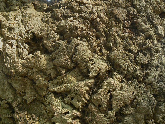 P2040962 malo.jpg