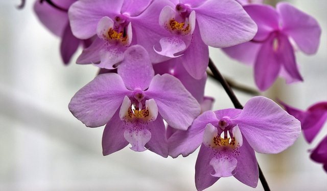 orchids-4029492_960_720.jpg