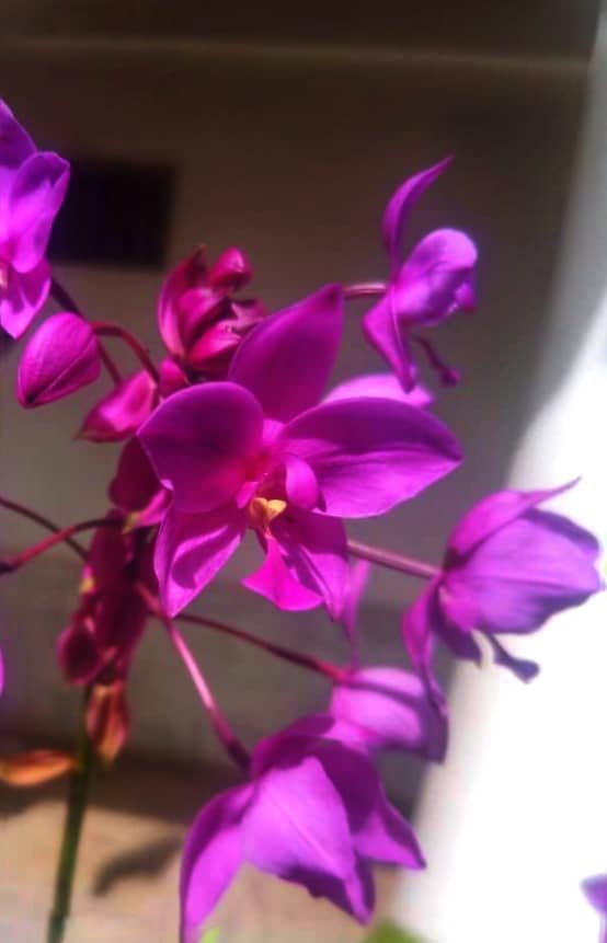 orquidea.jpeg