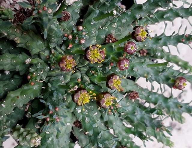 euphorbia gorgonis.jpg