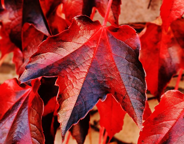 autumn-autumn-colours-autumn-leaves-235732.jpg