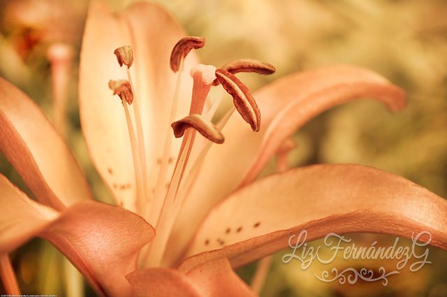Lirio, la flor de la riqueza. Fotografía. — Steemit