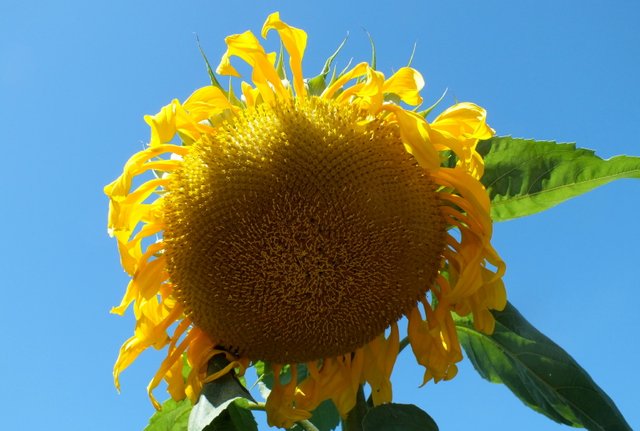 CT0306-Sunflower1.JPG