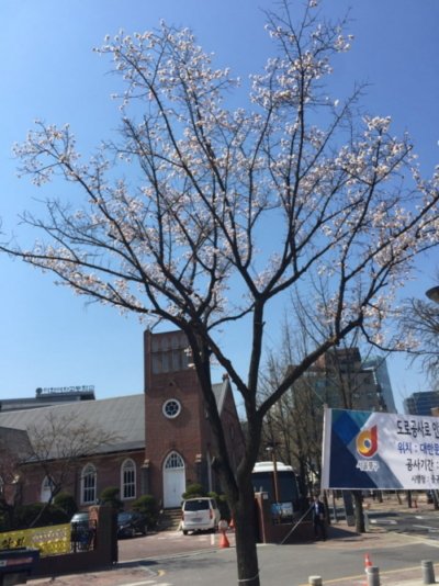 벚꽃.jpg