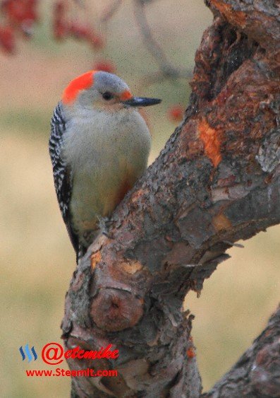 Red-Bellied Woodpecker PFW51.jpg