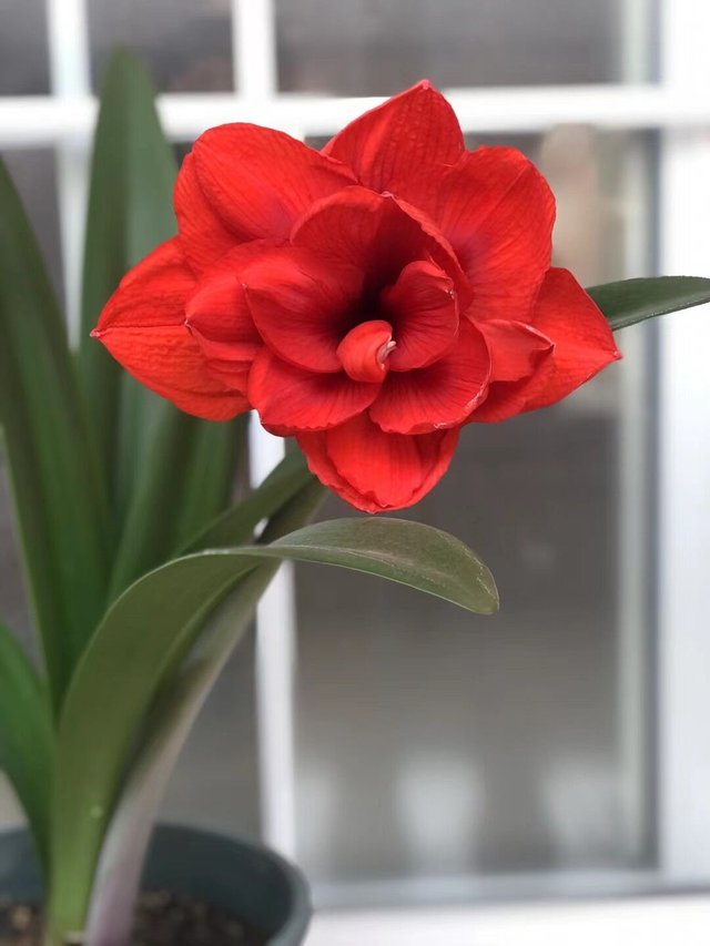 red flower.jpg