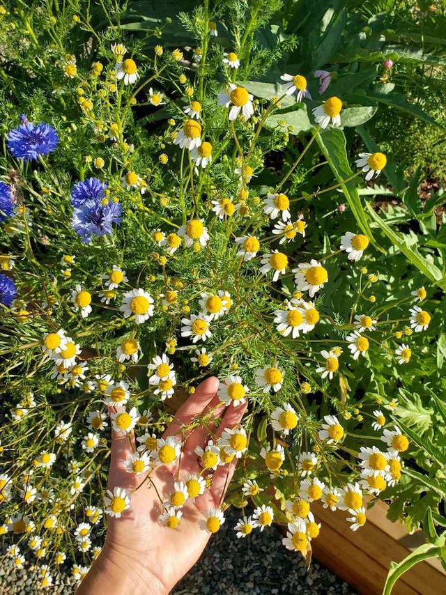 how-to-grow-chamomile-german-flowers-in-bloom-harvest.jpg