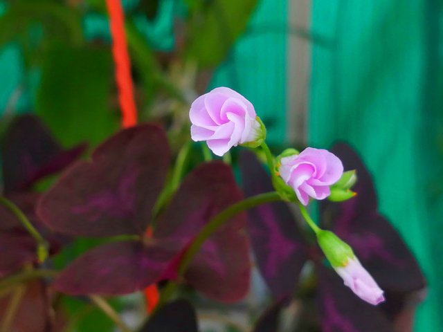 IMG_20210606_090253_副本.jpg