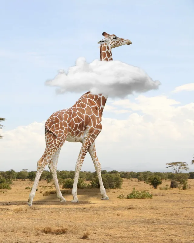 giraffe-5128394_1280.webp