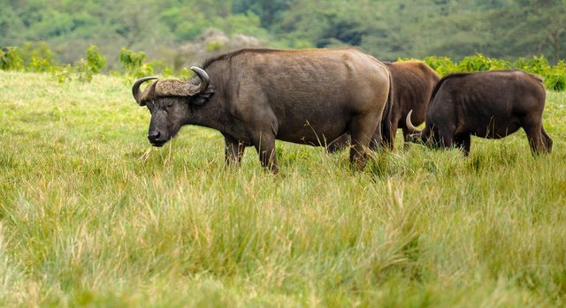 water-buffalo-7509584_1280.jpg