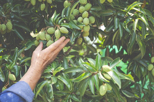 female-farmers-check-lychee-garden_1150-12478.jpg