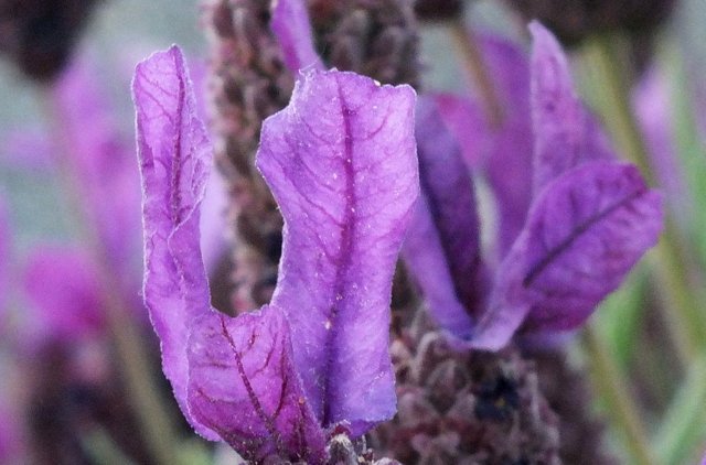 CT0105-FrenchLavender181209.jpg