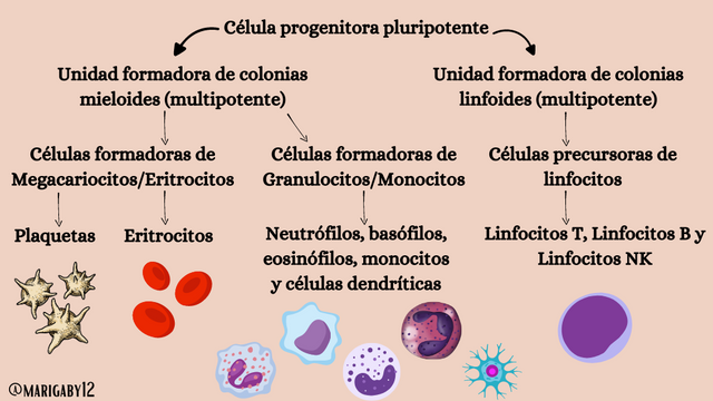 Blood groups (1024 x 576 px) (2).png