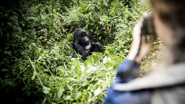 Best Rwanda Safari Guide for Beginners.jpg