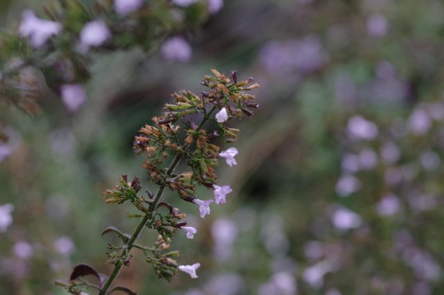 TtW_freigestellteblumen2019_03.jpg