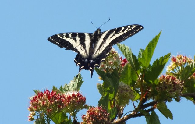 1055-Swallowtail.jpg