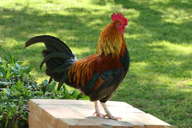 cockerel-3989313_1280.jpg