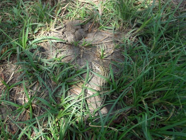 DSCF0511.JPG