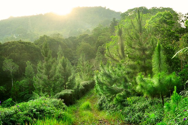 Davao City Forest Trail of Buda.jpg