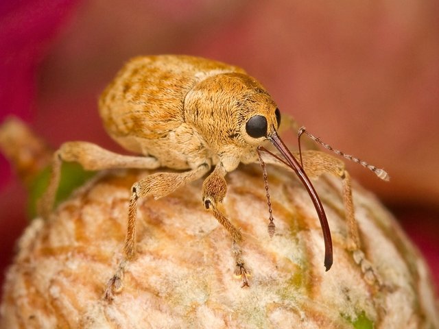 filbert-weevil-106114_1280.jpg