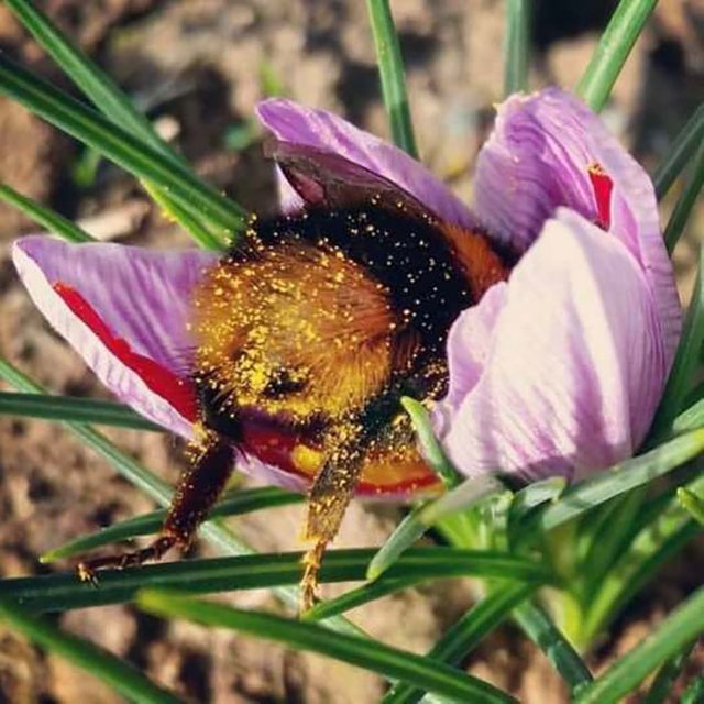cute-bumblebee-butts-2-5af05f96ce9fb__700.jpg