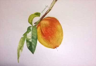 Peach Study