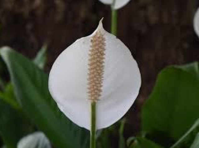 Spathiphyllum.png