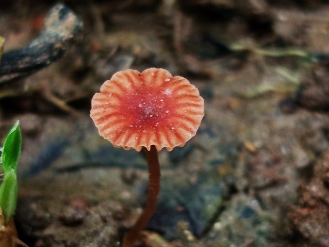 mashroom (1).jpg