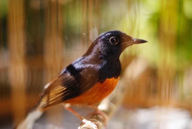 white-rumped-shama-7518841_1280.jpg