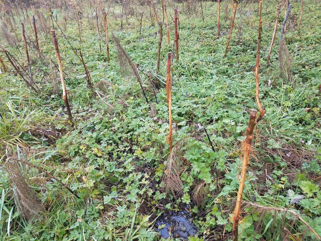 willow-damaged-by-deer.jpg