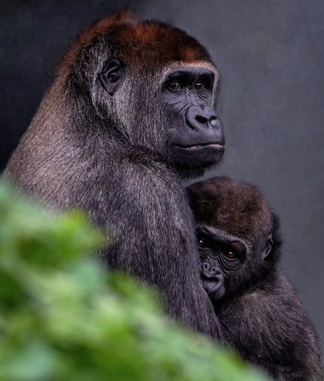 gorilla-7769021_1920.jpg