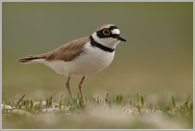 (Charadrius dubius).jpg