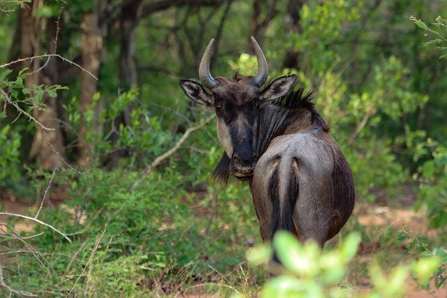 wildebeest-6788446_640.jpg