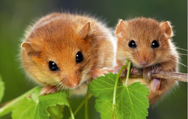facts-about-the-hazel-dormouse.jpg
